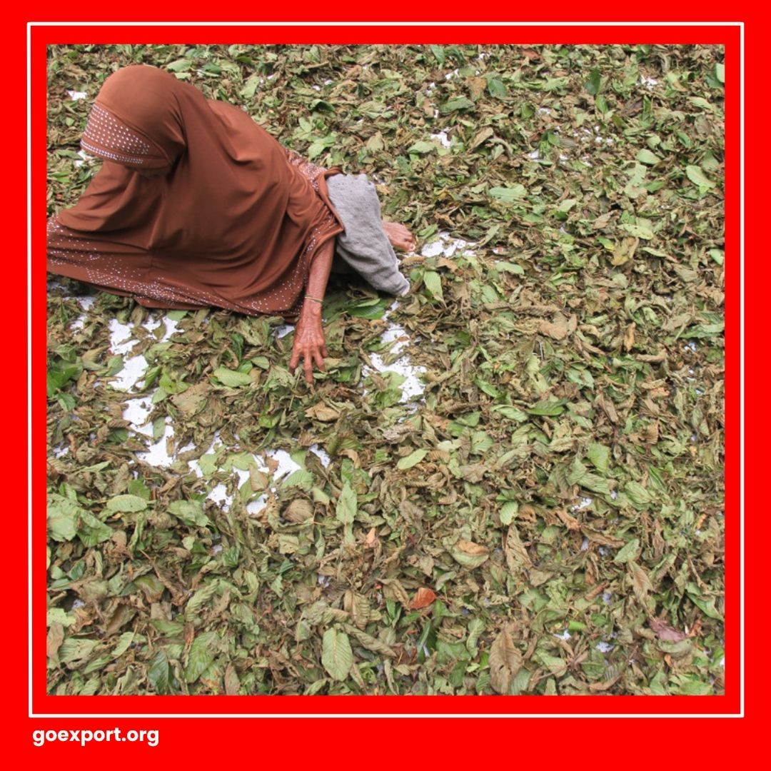 Ekspor Daun Kratom