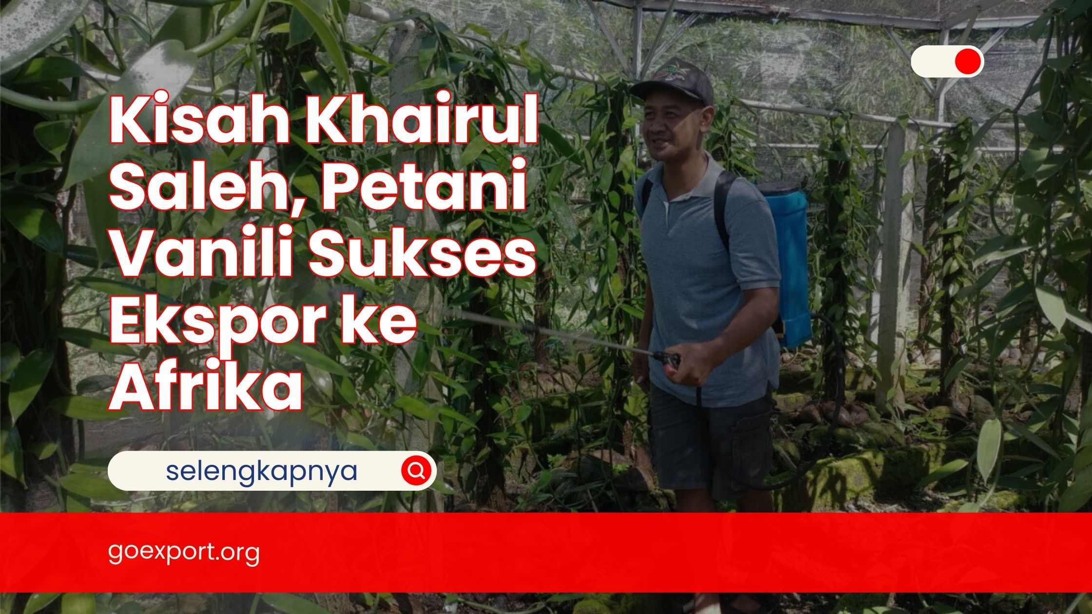 Kisah Khairul Saleh, Petani Vanili Sukses Ekspor ke Afrika