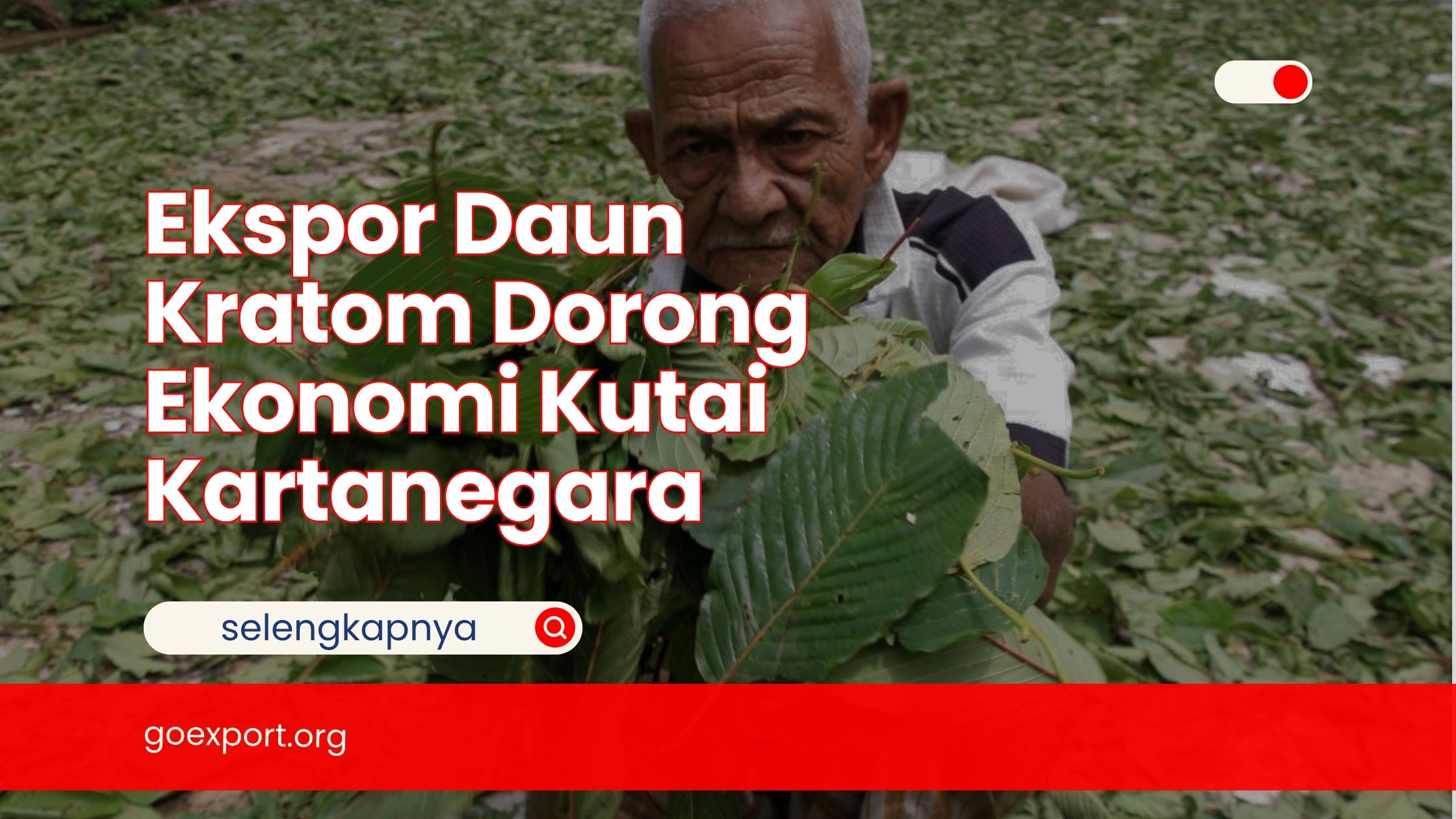 Ekspor Daun Kratom Dorong Ekonomi Kutai Kartanegara