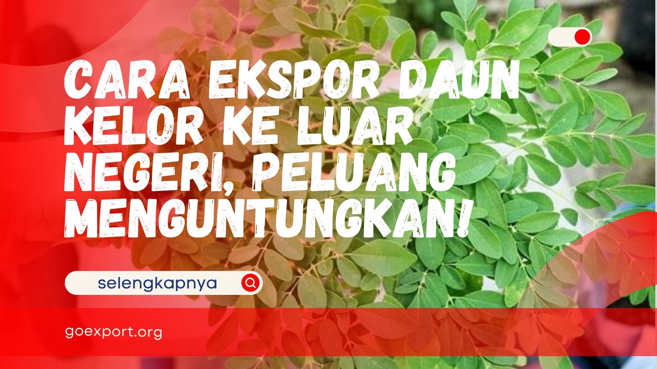 Cara Ekspor Daun Kelor ke Luar Negeri, Peluang Menguntungkan!