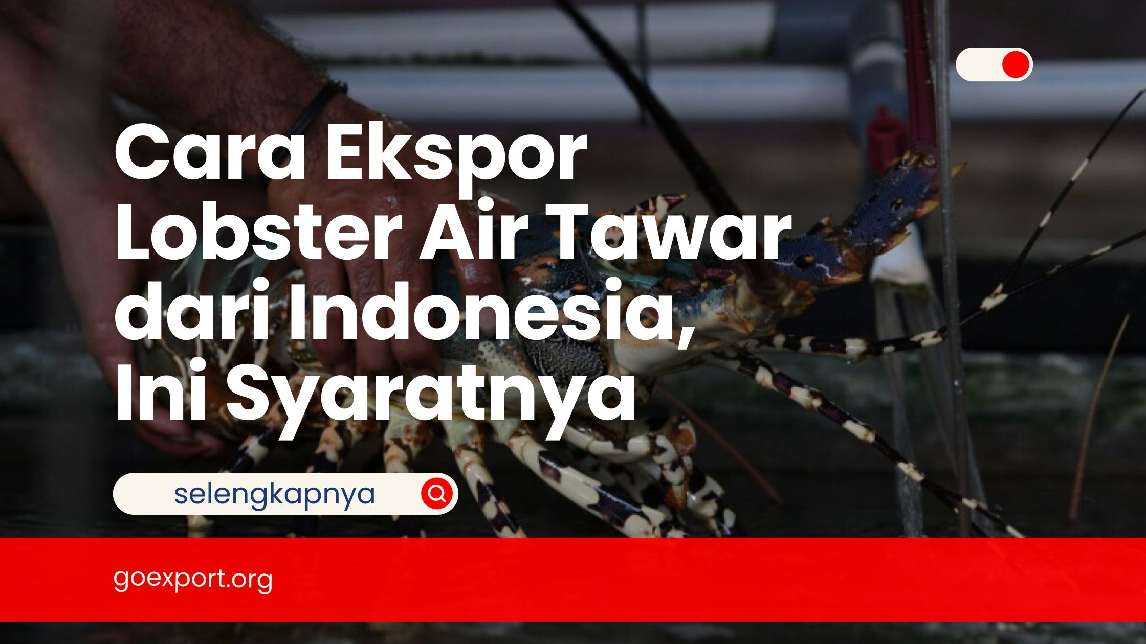 Cara Ekspor Lobster Air Tawar dari Indonesia, Ini Syaratnya