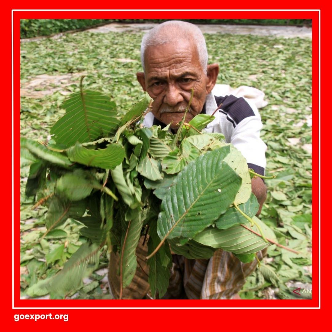 Ekspor Daun Kratom