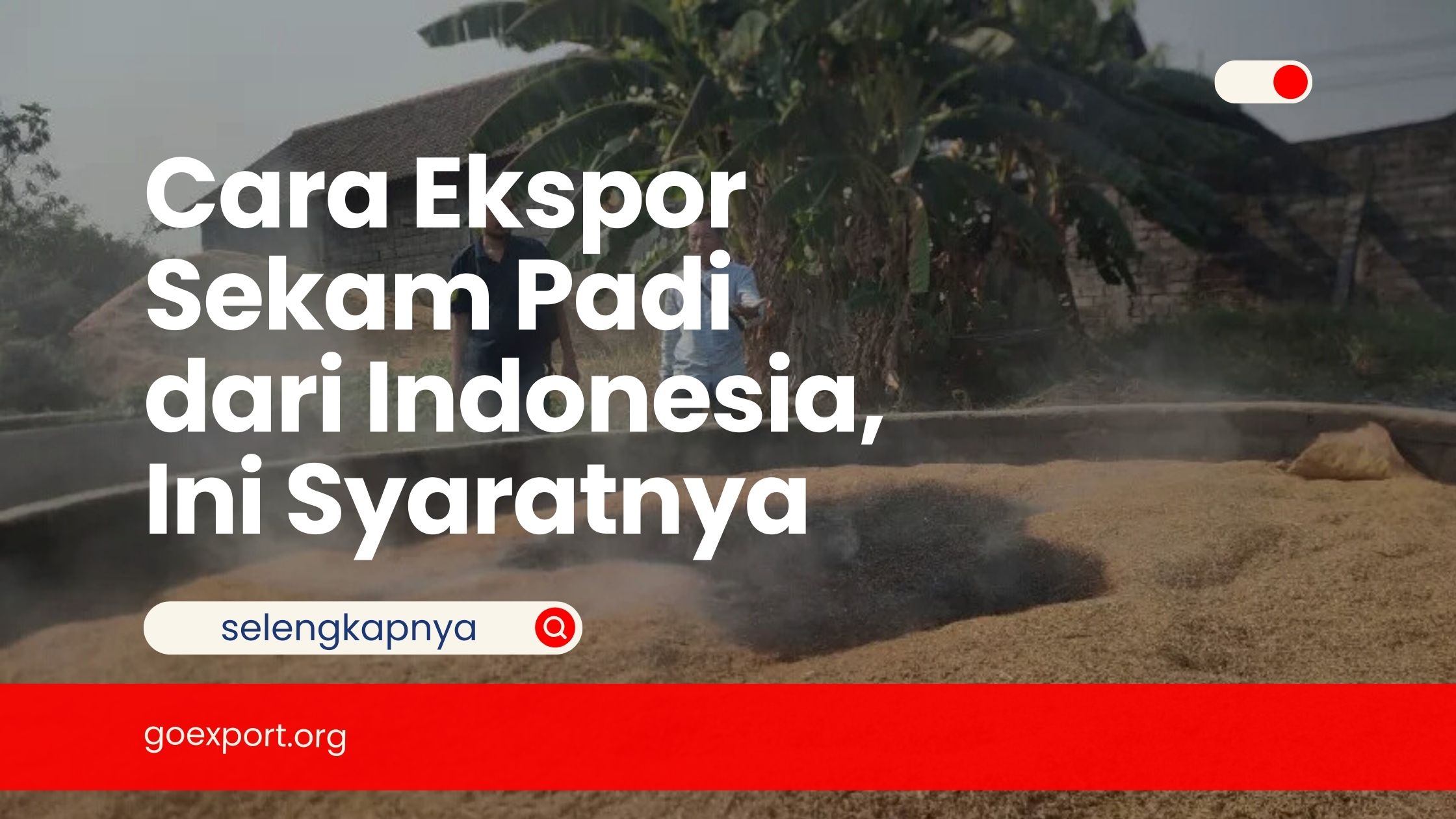 Cara Ekspor Sekam Padi dari Indonesia, Ini Syaratnya