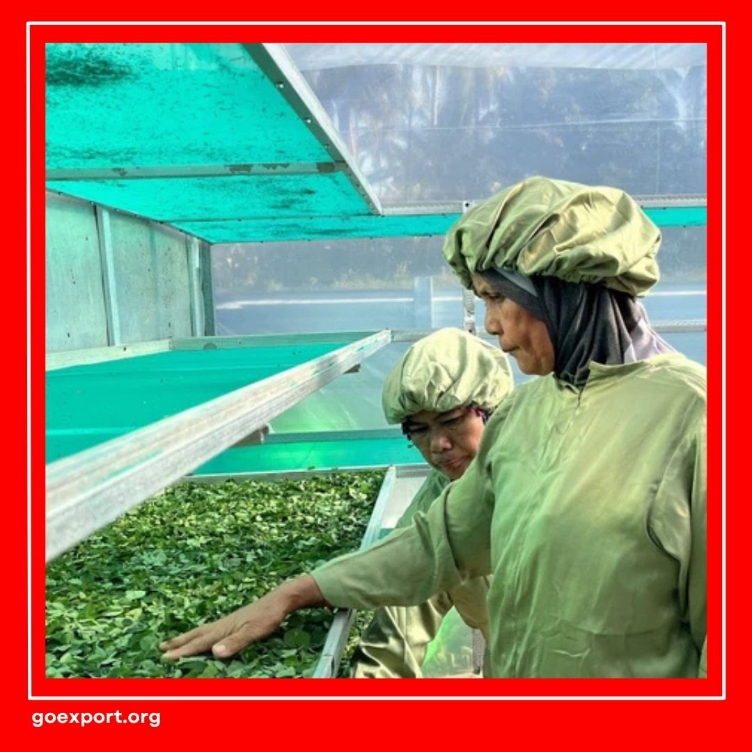 Cara Ekspor Daun Kelor