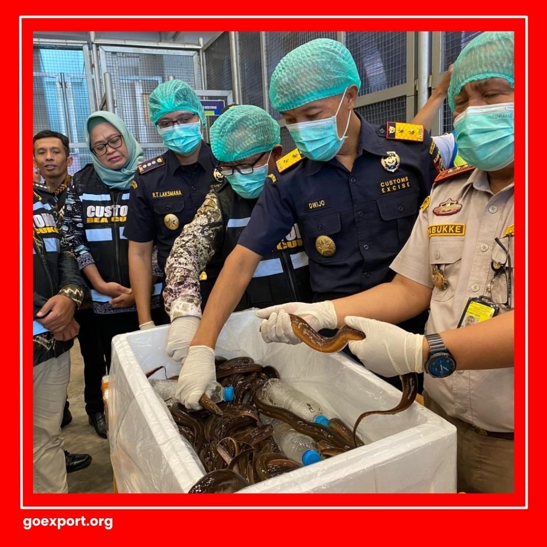 Cara Ekspor Belut