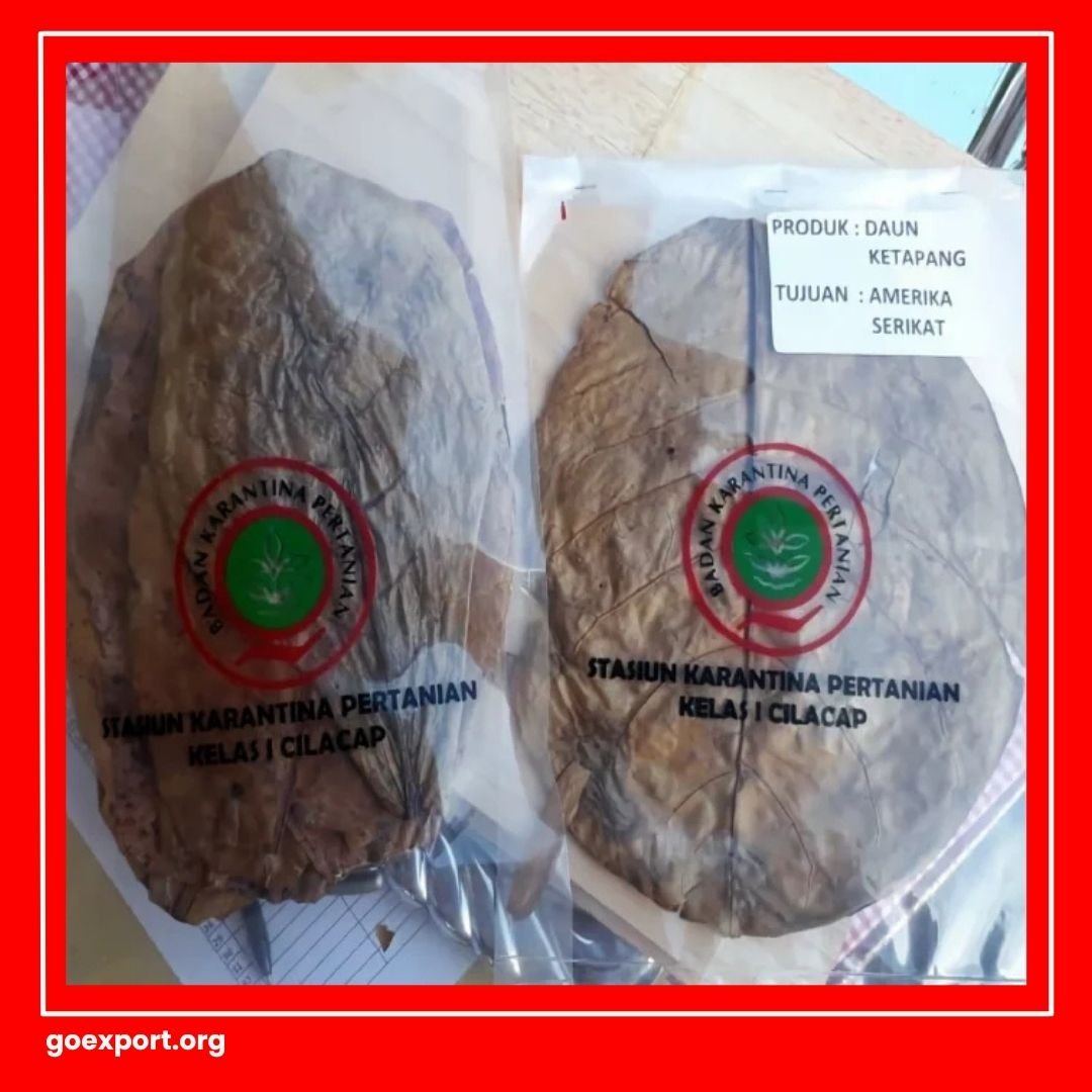 Cara Ekspor Daun Ketapang