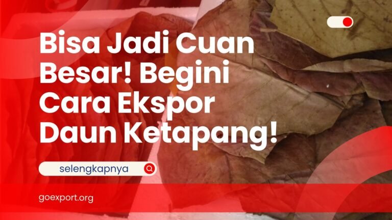 Bisa Jadi Cuan Besar! Begini Cara Ekspor Daun Ketapang! Cara Ekspor Daun Ketapang