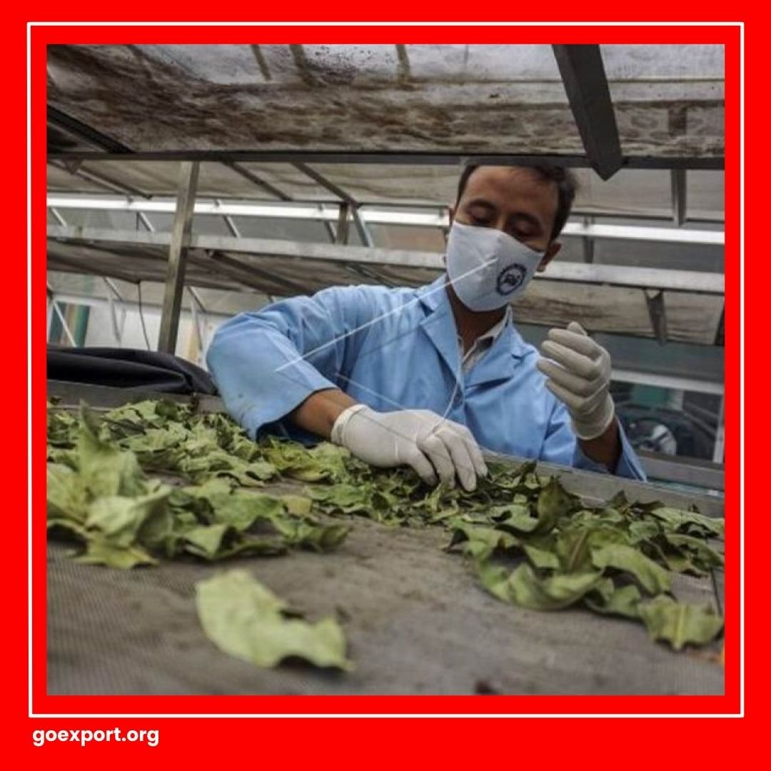 Cara Ekspor Daun Salam Kering