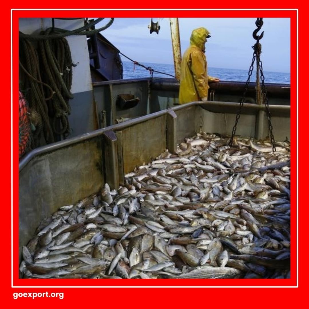 Cara Ekspor Ikan Nila