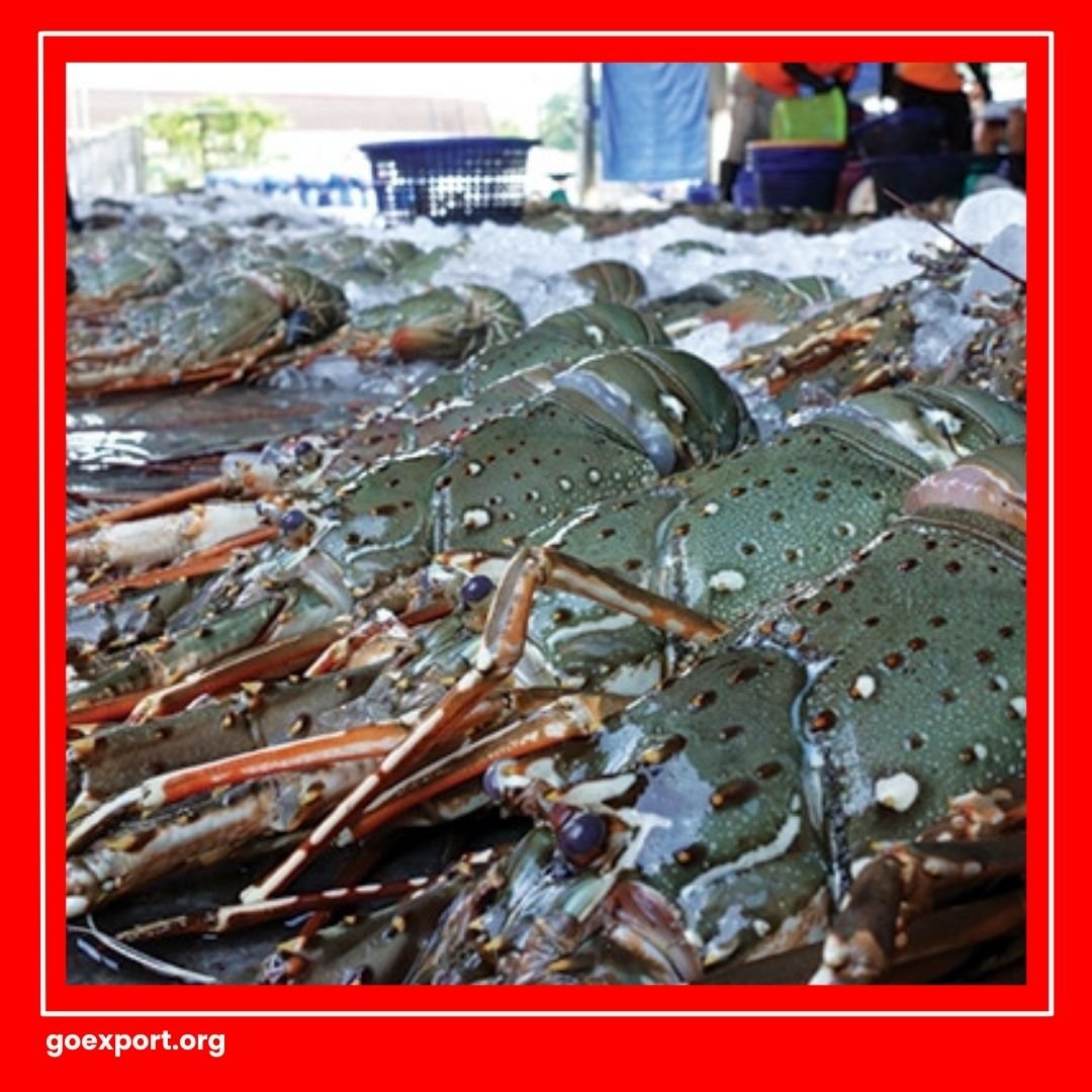 Cara Ekspor Lobster Air Tawar