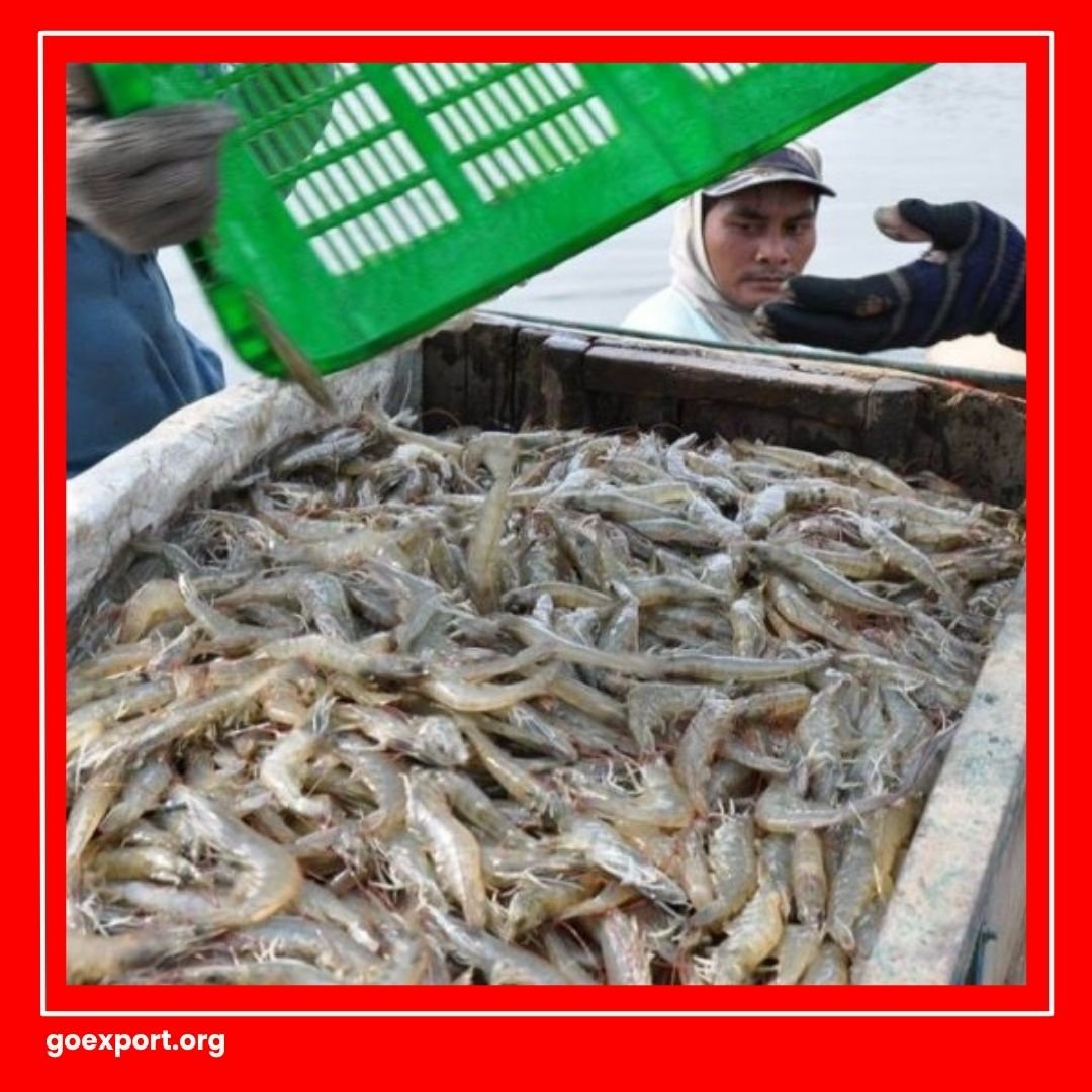 Cara Ekspor Udang