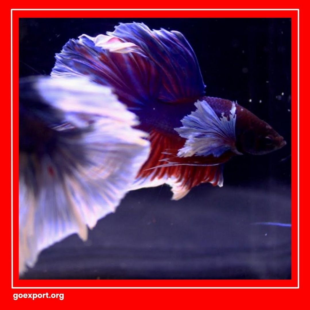 Kisah Sukses Eksportir Cupang