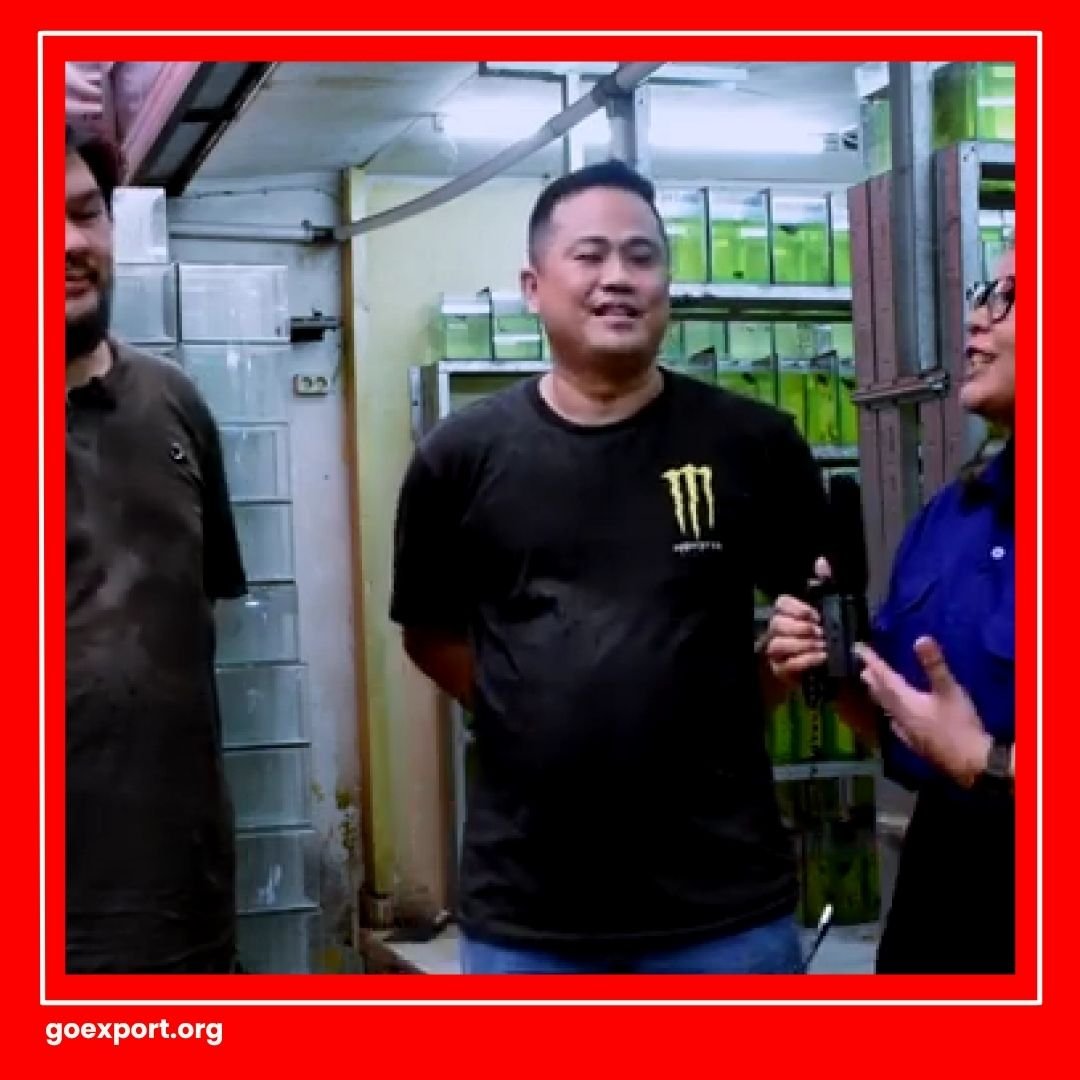 Kisah Sukses Eksportir Cupang